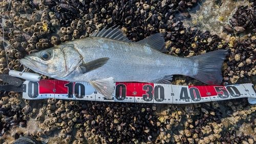 ヒラスズキの釣果