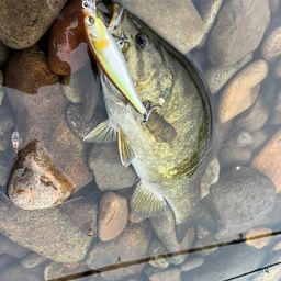 スモールマウスバス