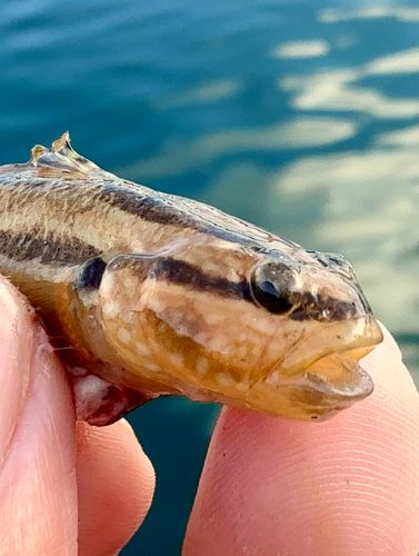 アカオビシマハゼの釣果