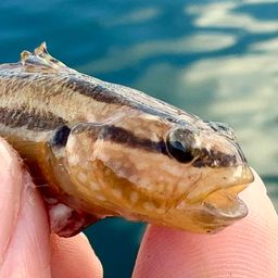 アカオビシマハゼ