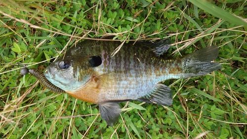 ブルーギルの釣果