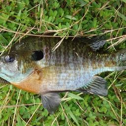 ブルーギル