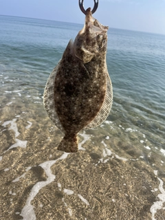 ソゲの釣果