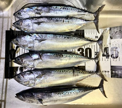 ソウダガツオの釣果