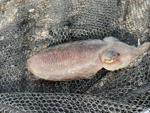 コウイカの釣果