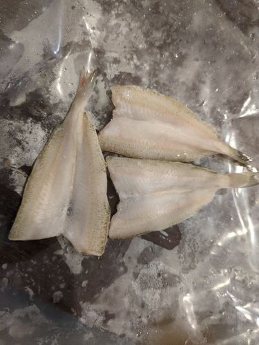 キスの釣果