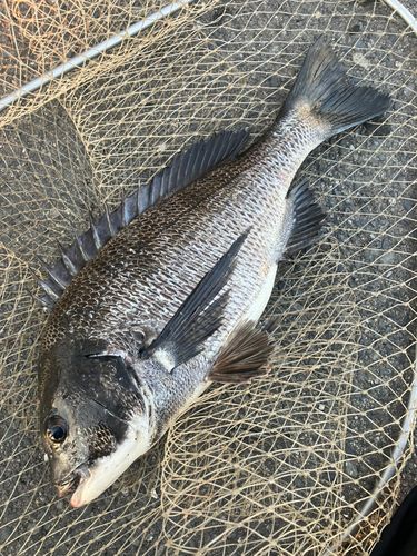 チヌの釣果