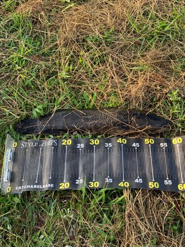 ライギョの釣果