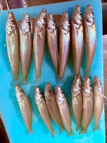 キスの釣果
