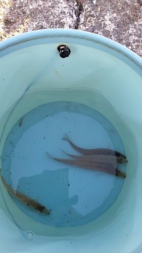 シロギスの釣果