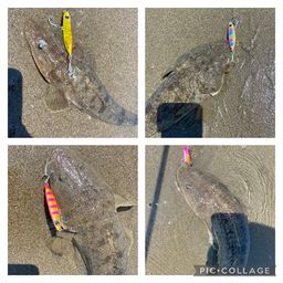 マゴチ