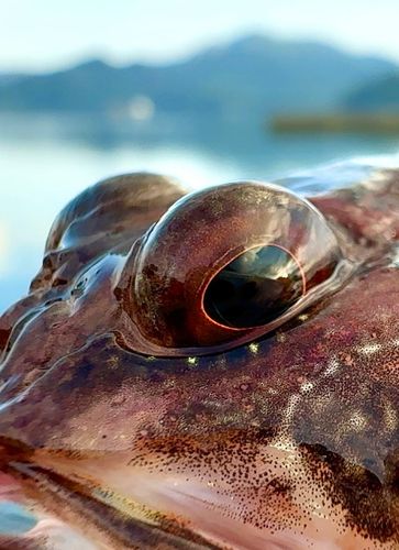 アナハゼの釣果