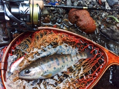 ヤマメの釣果