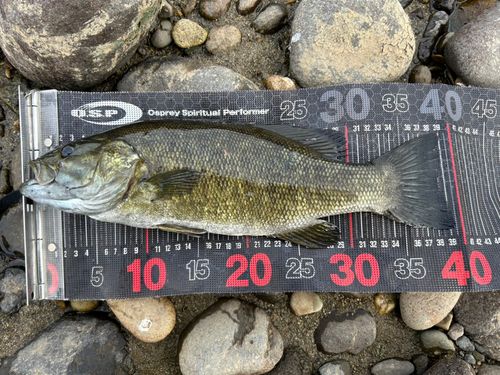 スモールマウスバスの釣果