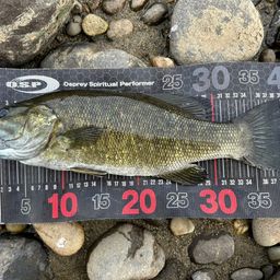 スモールマウスバス