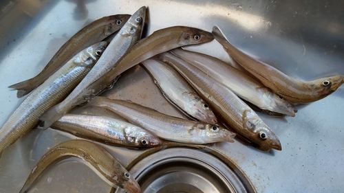 キスの釣果