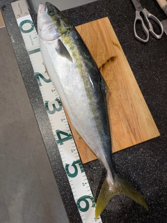 ワラサの釣果
