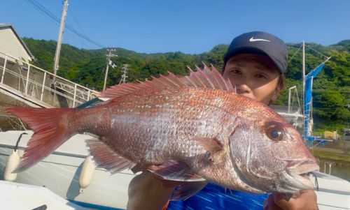 マダイの釣果