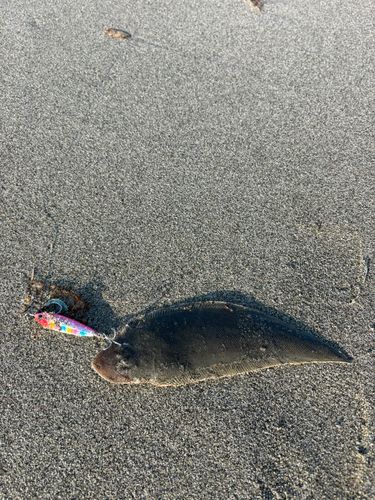 シタビラメの釣果