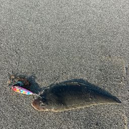 シタビラメ