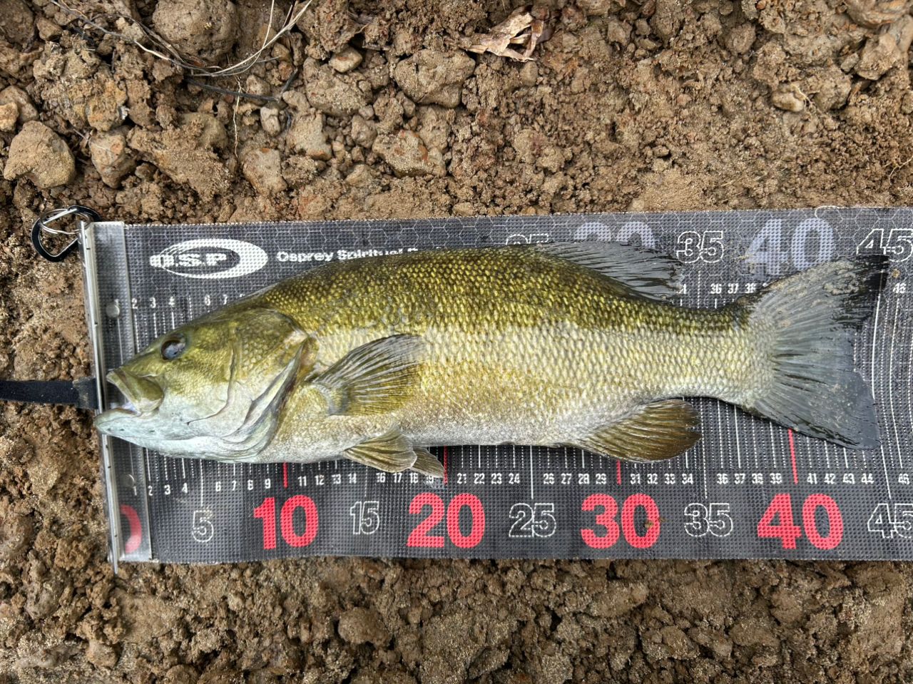 スモールマウスバス