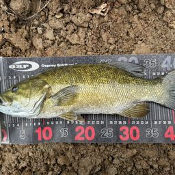 スモールマウスバス