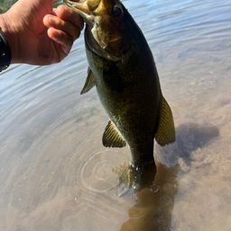 スモールマウスバス