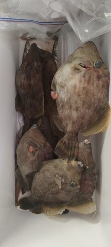 カワハギの釣果