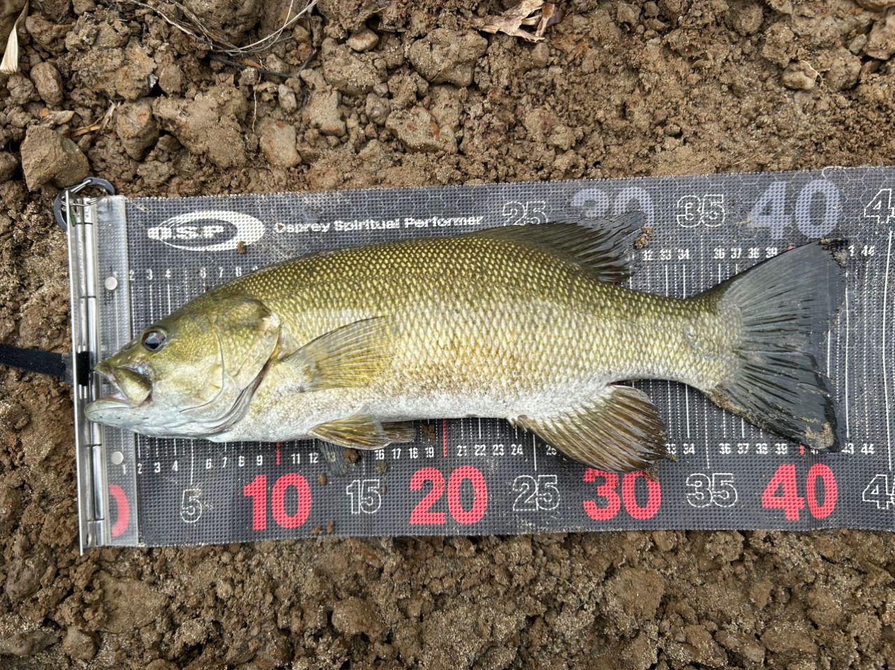 スモールマウスバス