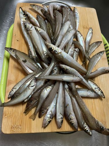 キスの釣果