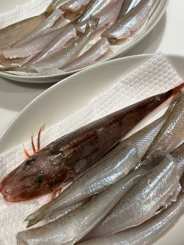 シロギスの釣果