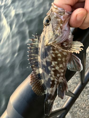カサゴの釣果