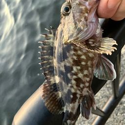 カサゴ