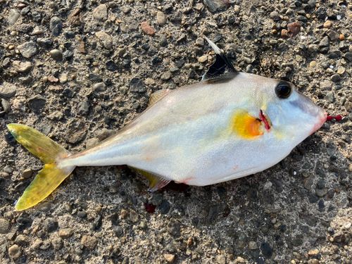 ギマの釣果