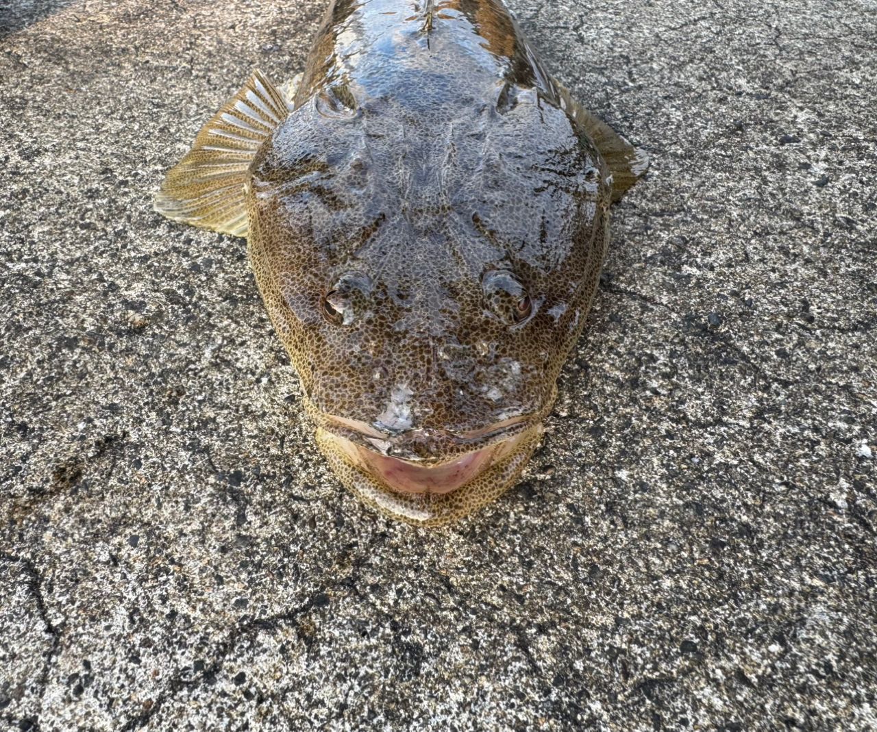 マゴチ