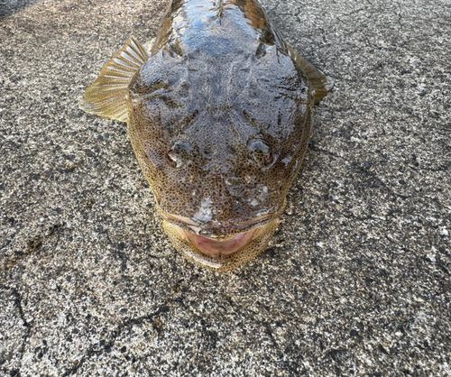 マゴチの釣果
