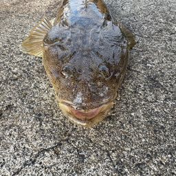 マゴチ
