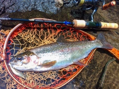 ニジマスの釣果