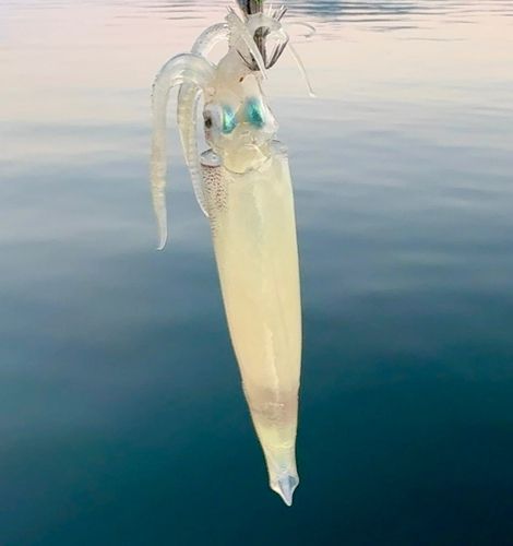 スルメイカの釣果