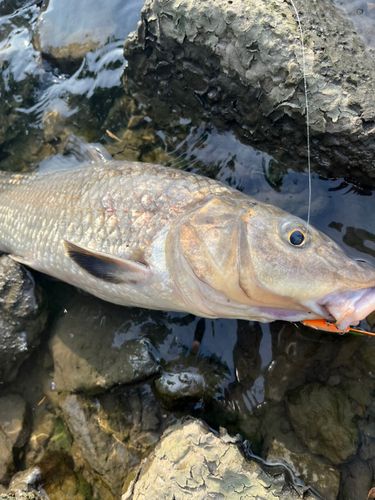 ニゴイの釣果