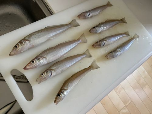 キスの釣果