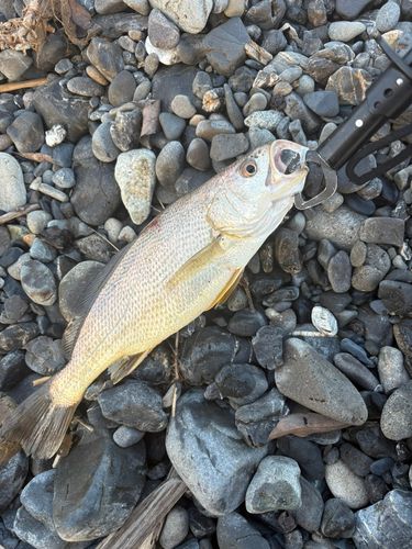 イシモチの釣果