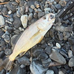 イシモチ