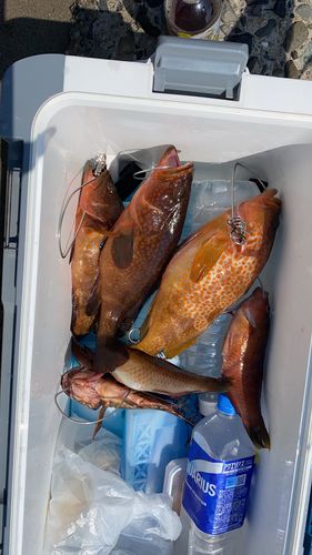 アコウの釣果