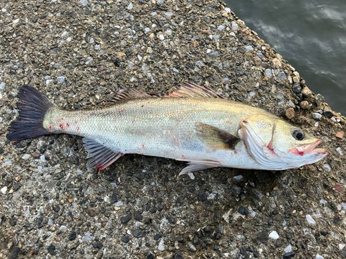 セイゴ（マルスズキ）の釣果