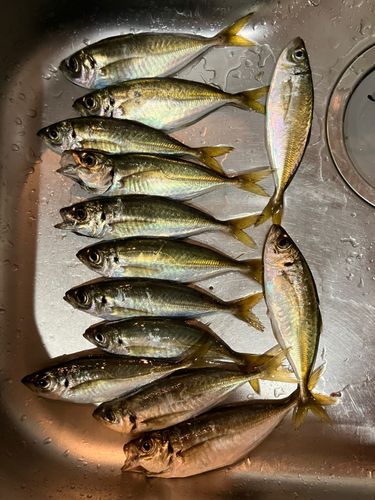 マアジの釣果