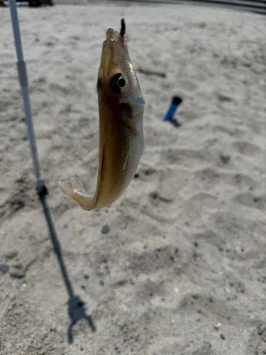 キスの釣果