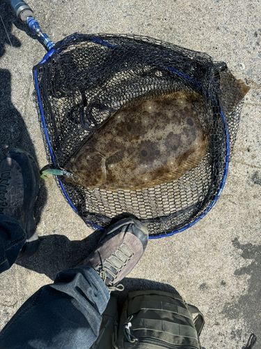 ヒラメの釣果