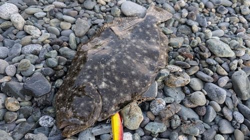 ガンゾウビラメの釣果