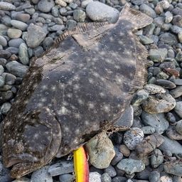 ガンゾウビラメ